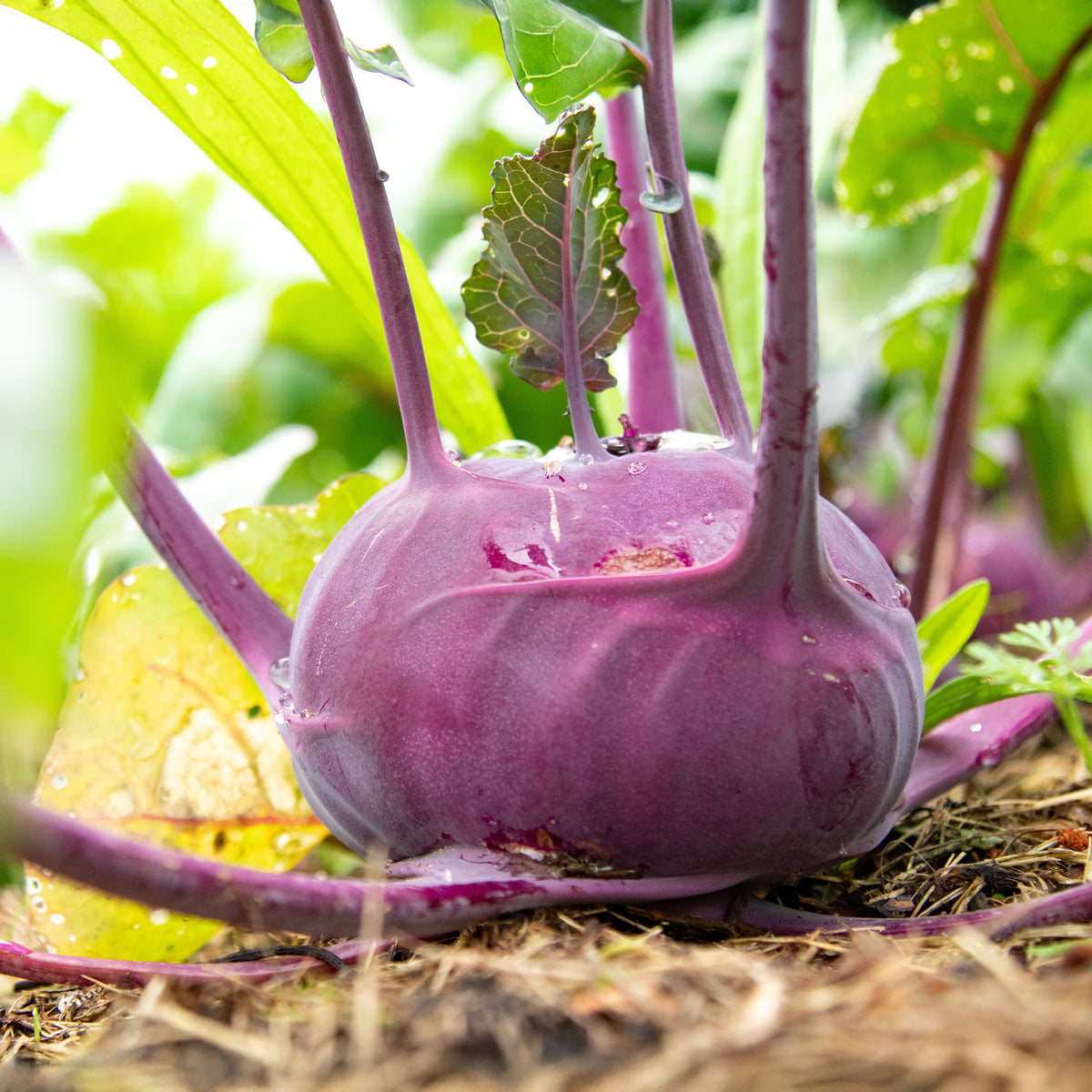 Koolrabi Blaro Bio - Bakker