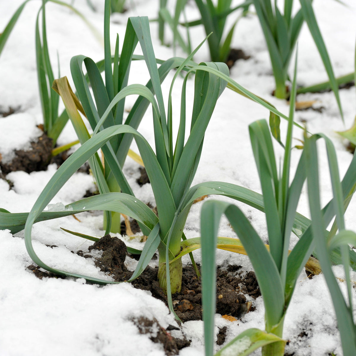 Winterprei Blauw Farinto - Allium porrum bleu d'hiver farinto - Bakker