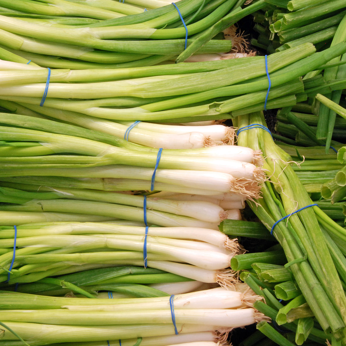 Verkoop Grof bieslook 'Ishikura Long White' - Allium fistulosum ishikura long white