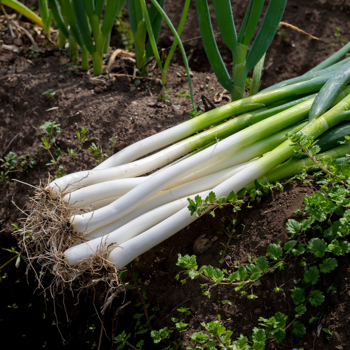 Kruiden - Grof bieslook 'Ishikura Long White' - Allium fistulosum ishikura long white