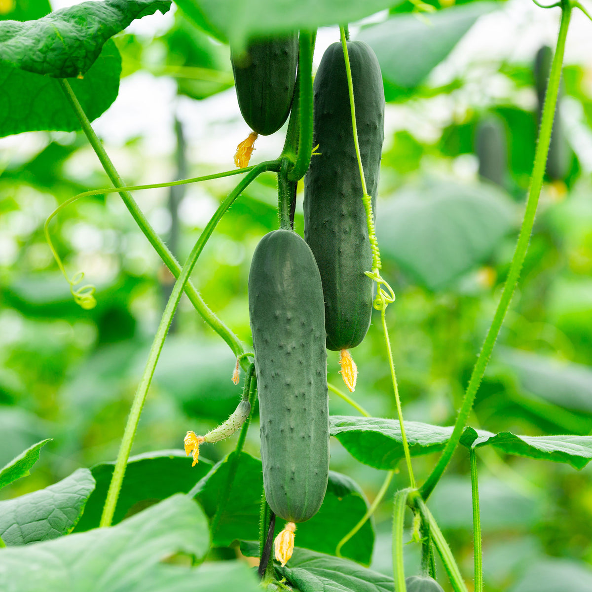 Komkommerzaden - Komkommer 'Broumana F1' - Cucumis sativus mini broumana f1