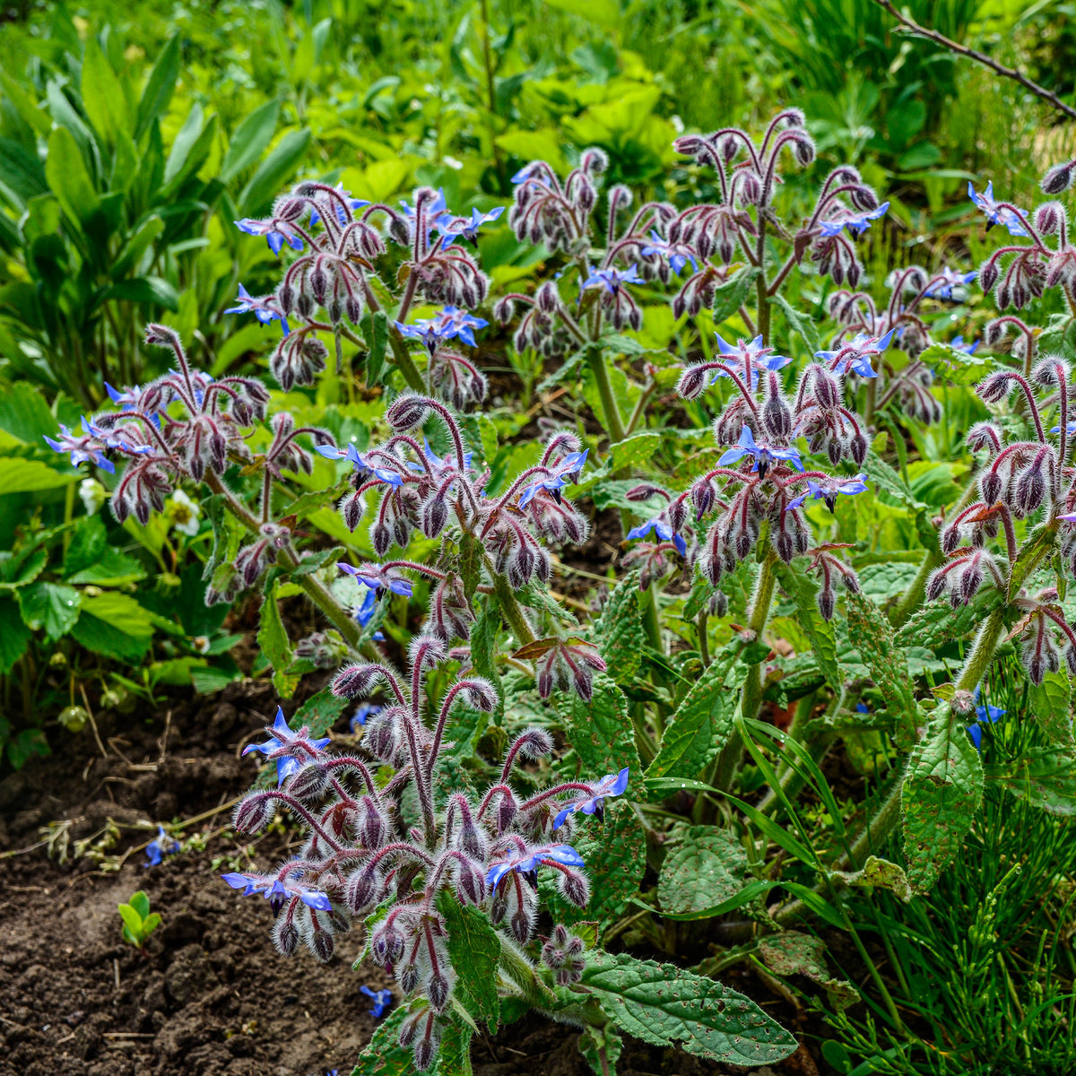 Verkoop Bernagie - blauw + wit - Borago officinalis