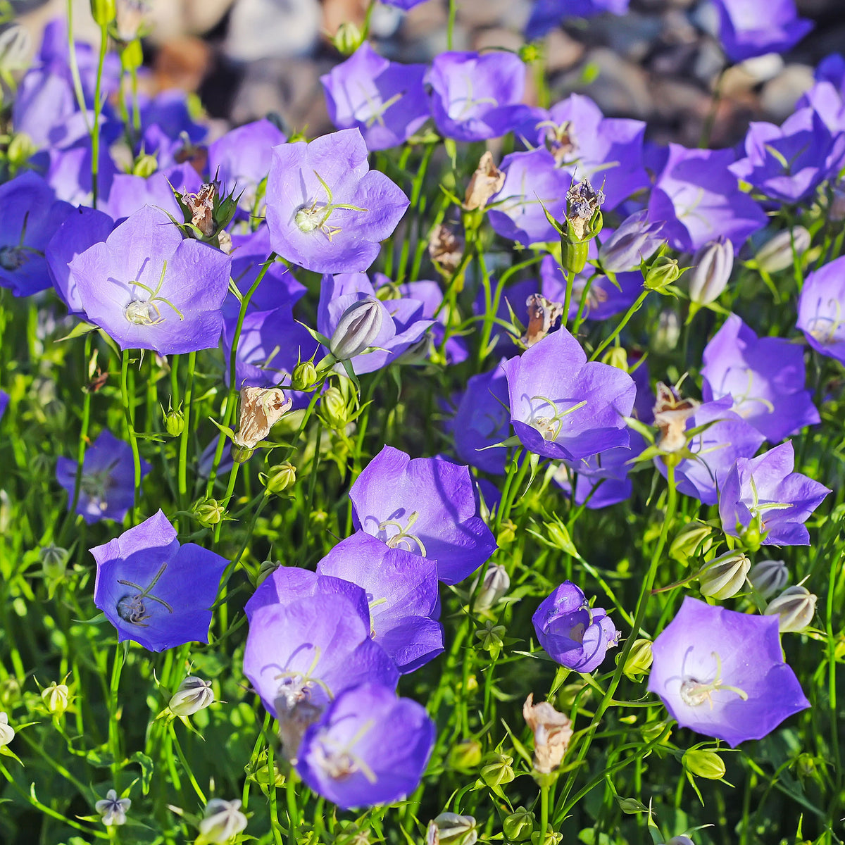 Carpatenklokje - Campanula carpatica - Bakker