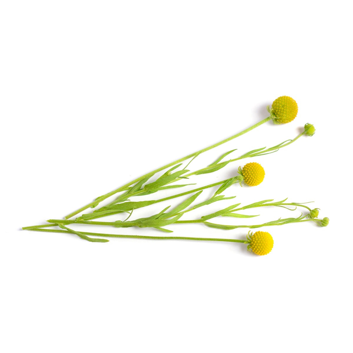 Snoepjesplant Cephalophora Pineapples - Cephalophora aromatica - Bakker