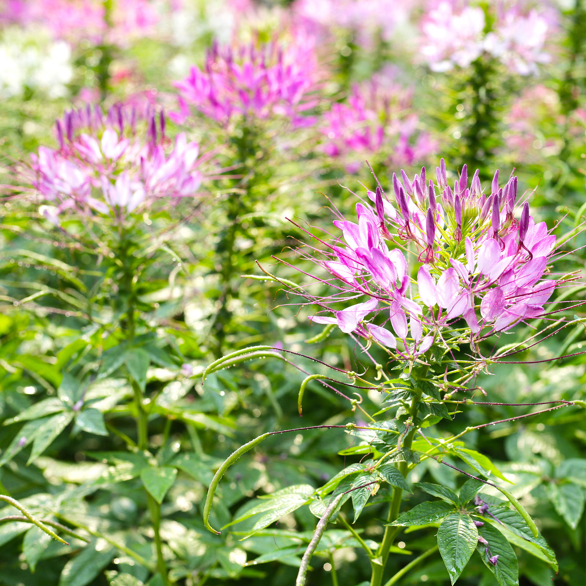Kattensnor Cleome Rose Beauty - Cleome spinosa rose beauty - Bakker