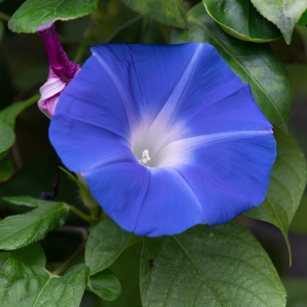Eenjarige bloemzaden - Grootbloemige klimmende winde 'Heavenly Blue' - Ipomoea tricolor heavenly blue