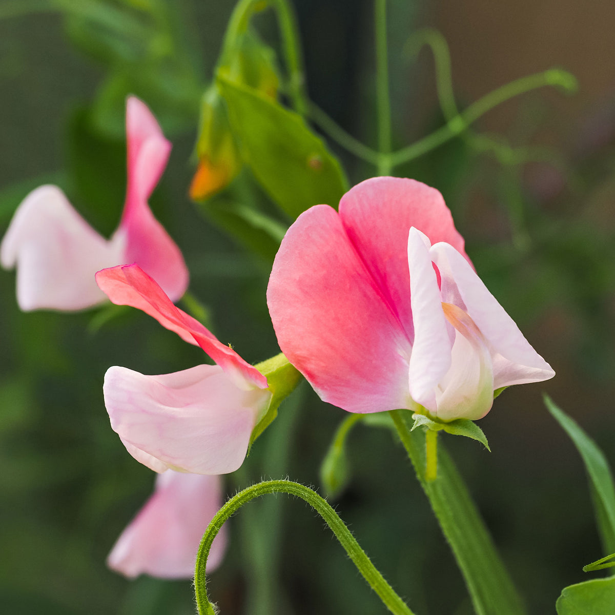 Eenjarige bloemzaden - Lathyrus Reukerwt Painted lady - Lathyrus odoratus grandiflorus painted lady 1937