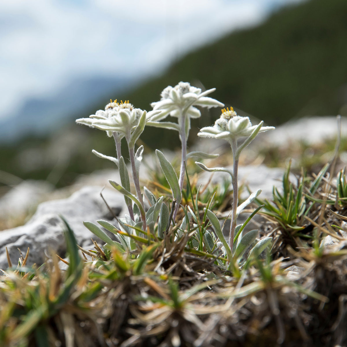Leontopodium alpinum - Meerjarige edelweiss - Bloemzaden voor perken en borders