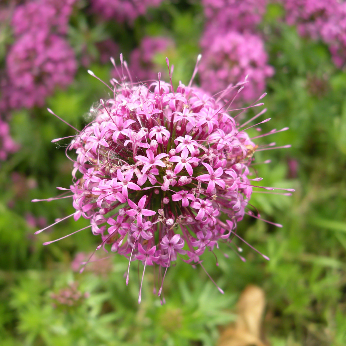 Perzische Kruisjesplant - Phuopsis stylosa - Bakker