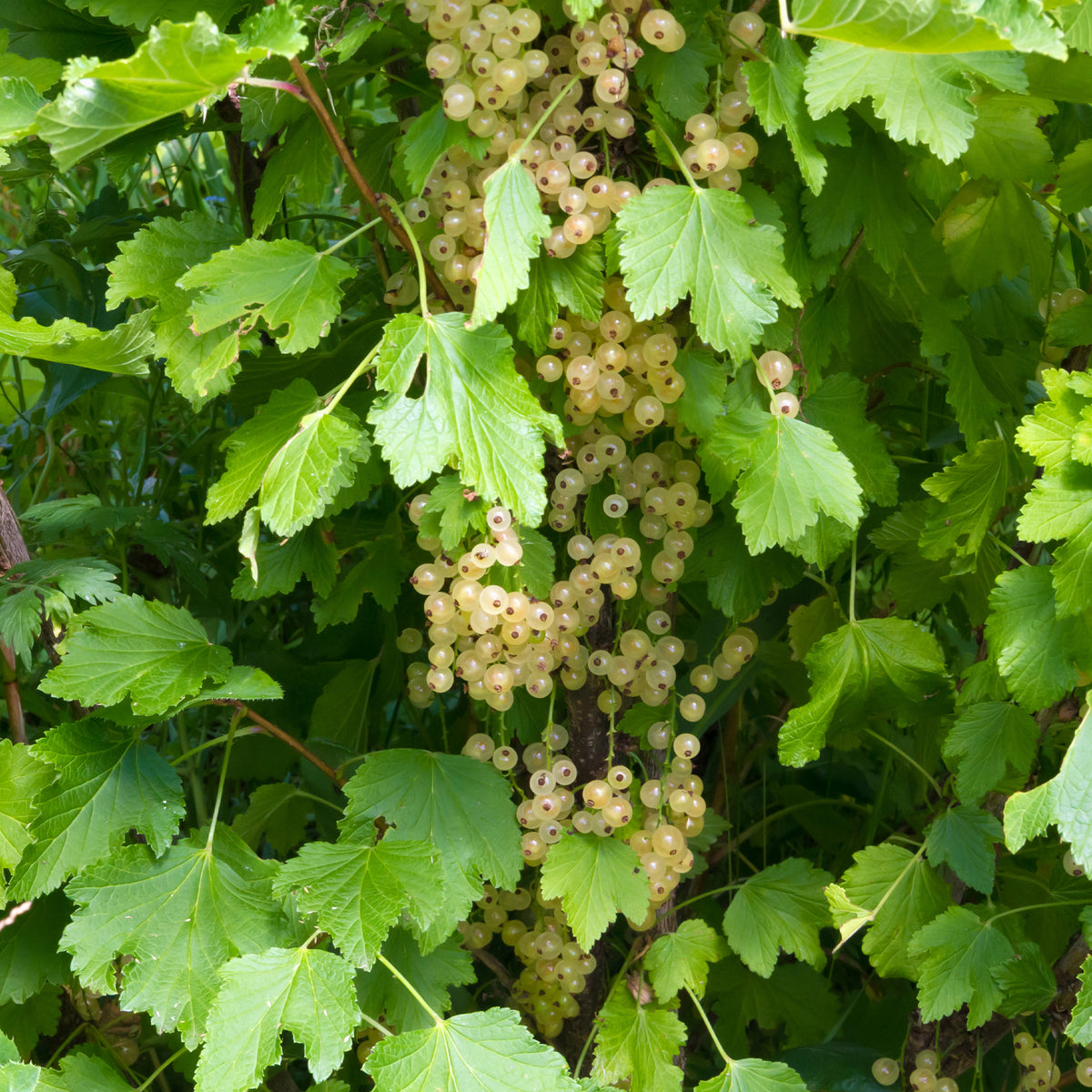 Witte aalbes 'White Pearl' - Bakker