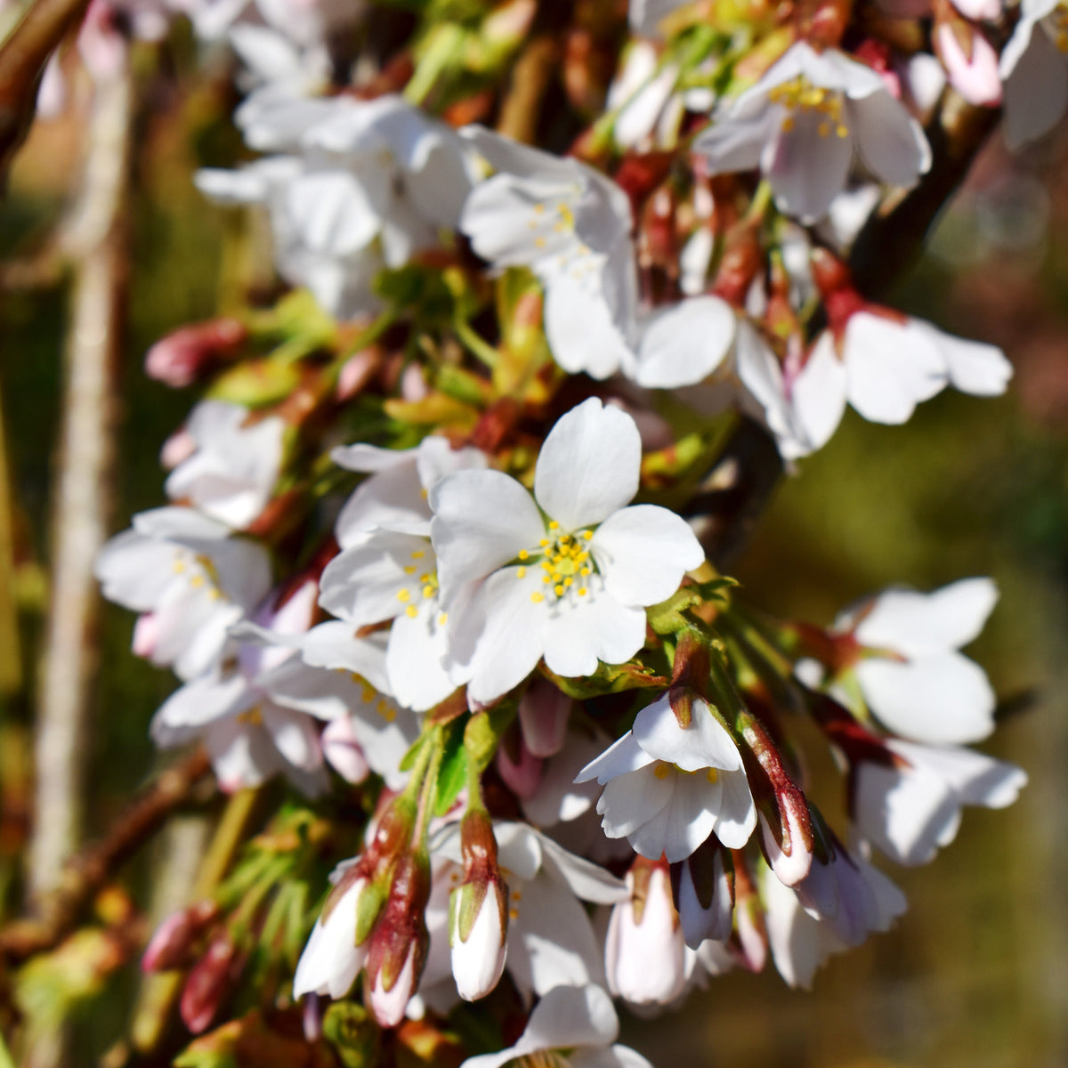 Treursierkers 'Snow Fountains' - Prunus Snow Fountains - Bakker
