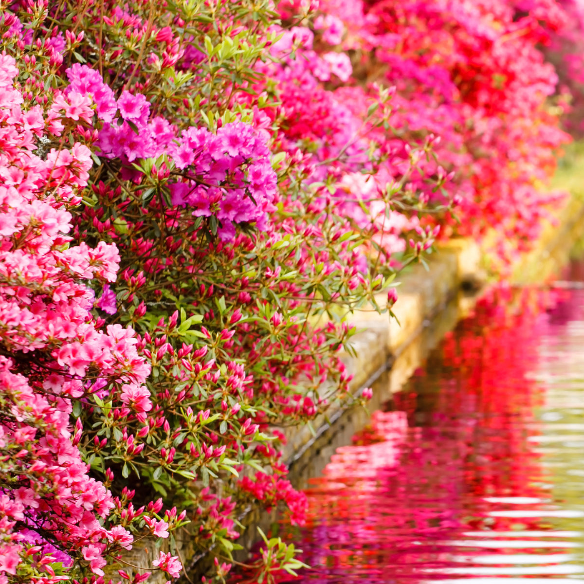 Japanse azalea - roze
