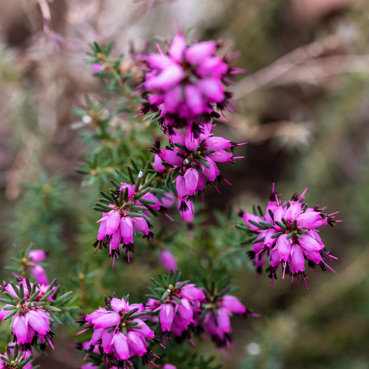 Erica darleyensis j.w porter - Winterheide 'J.W. Porter' - Heideplanten
