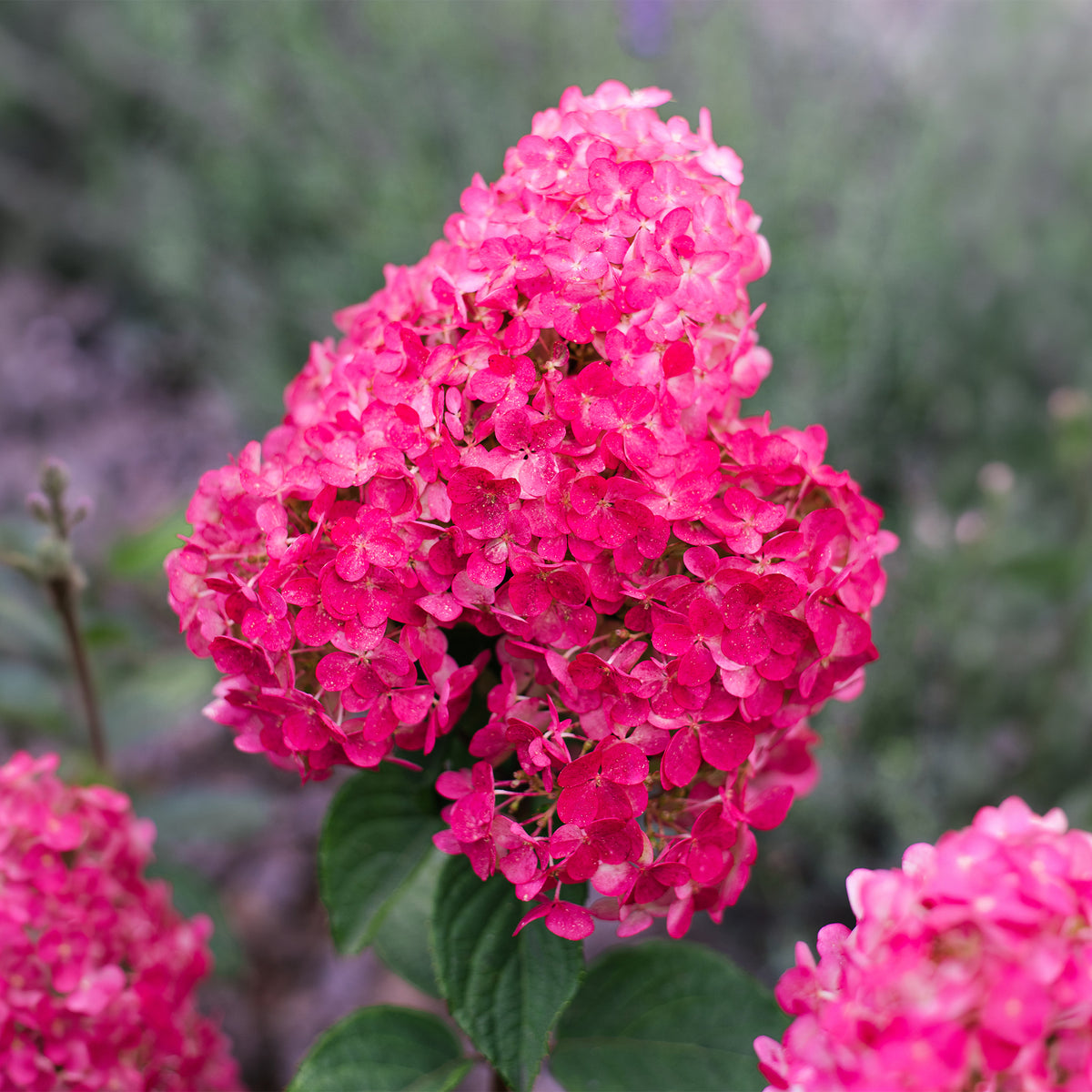 Pluimhortensia 'Framboisine ® Rensam'