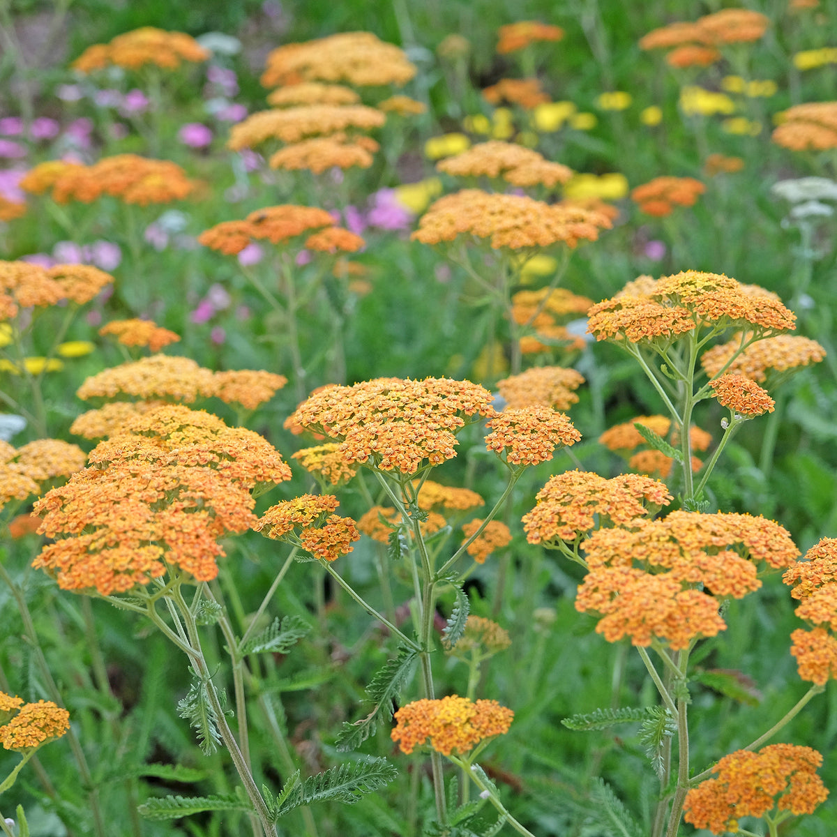 Duizendblad 'Terracotta'