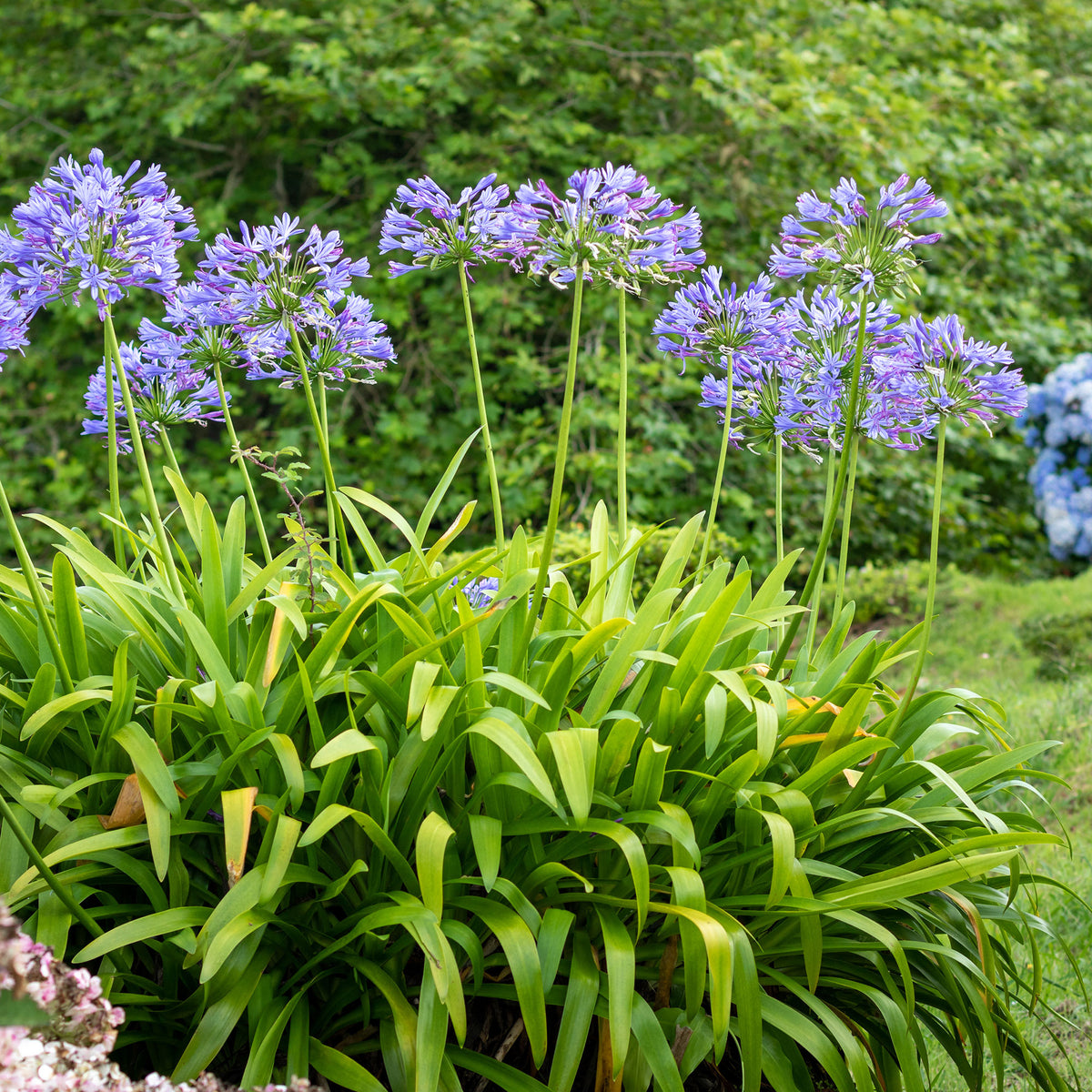 Agapanthus - Afrikaanse lelie - Agapanthus africanus