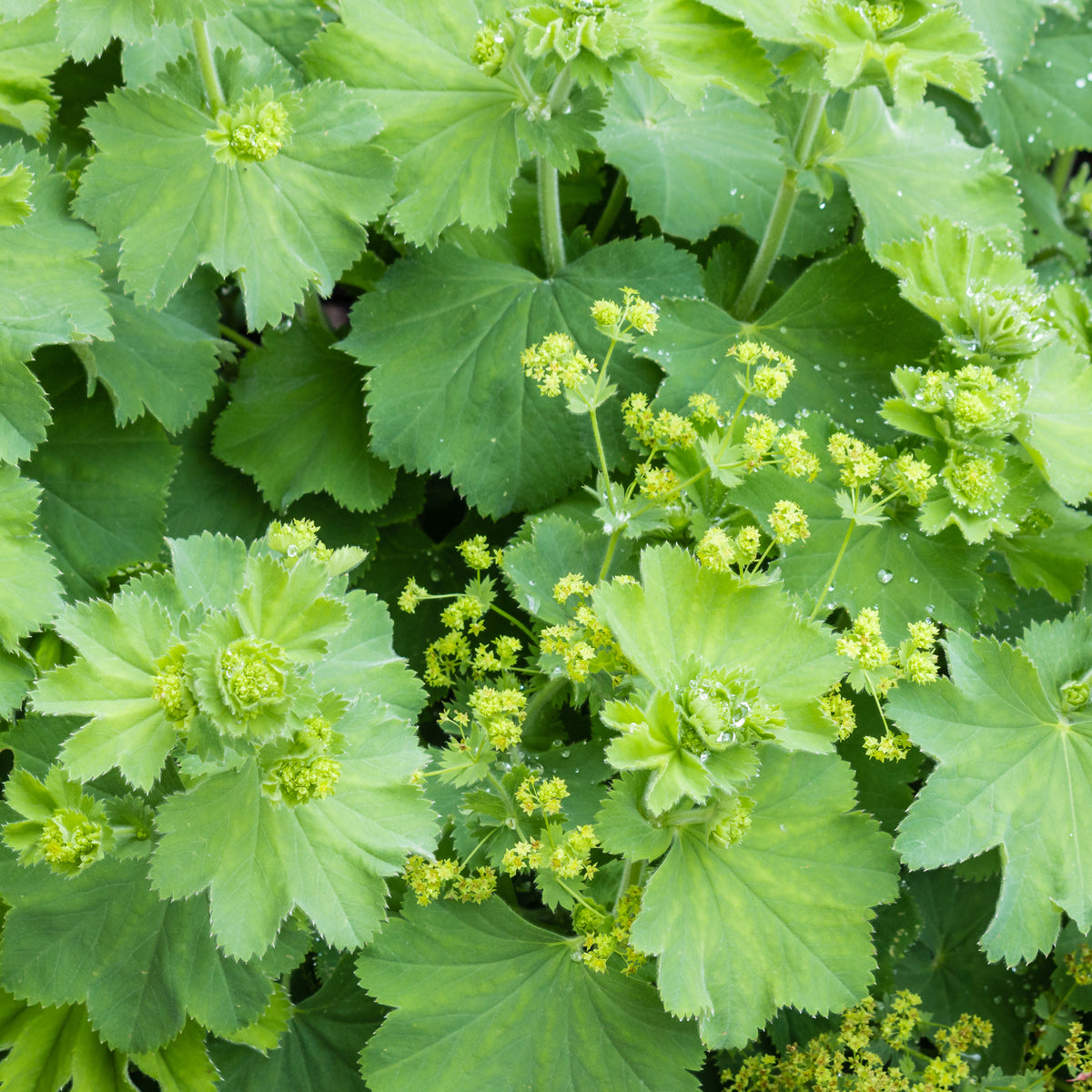 Vaste planten - Vrouwenmantel - Alchemilla vulgaris