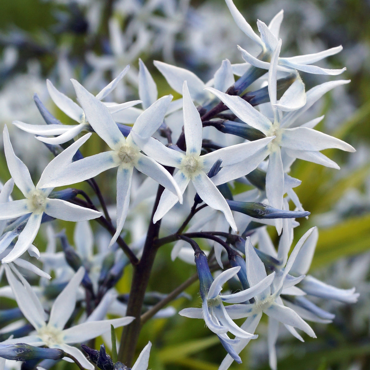Blauwe ster hubrichtii - Bakker