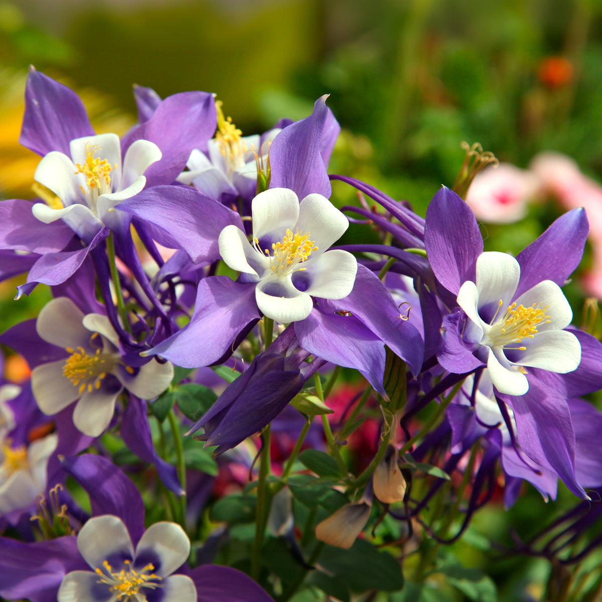 Akelei Mrs M. Nicholls - Aquilegia Mrs. M. Nicholls - Bakker