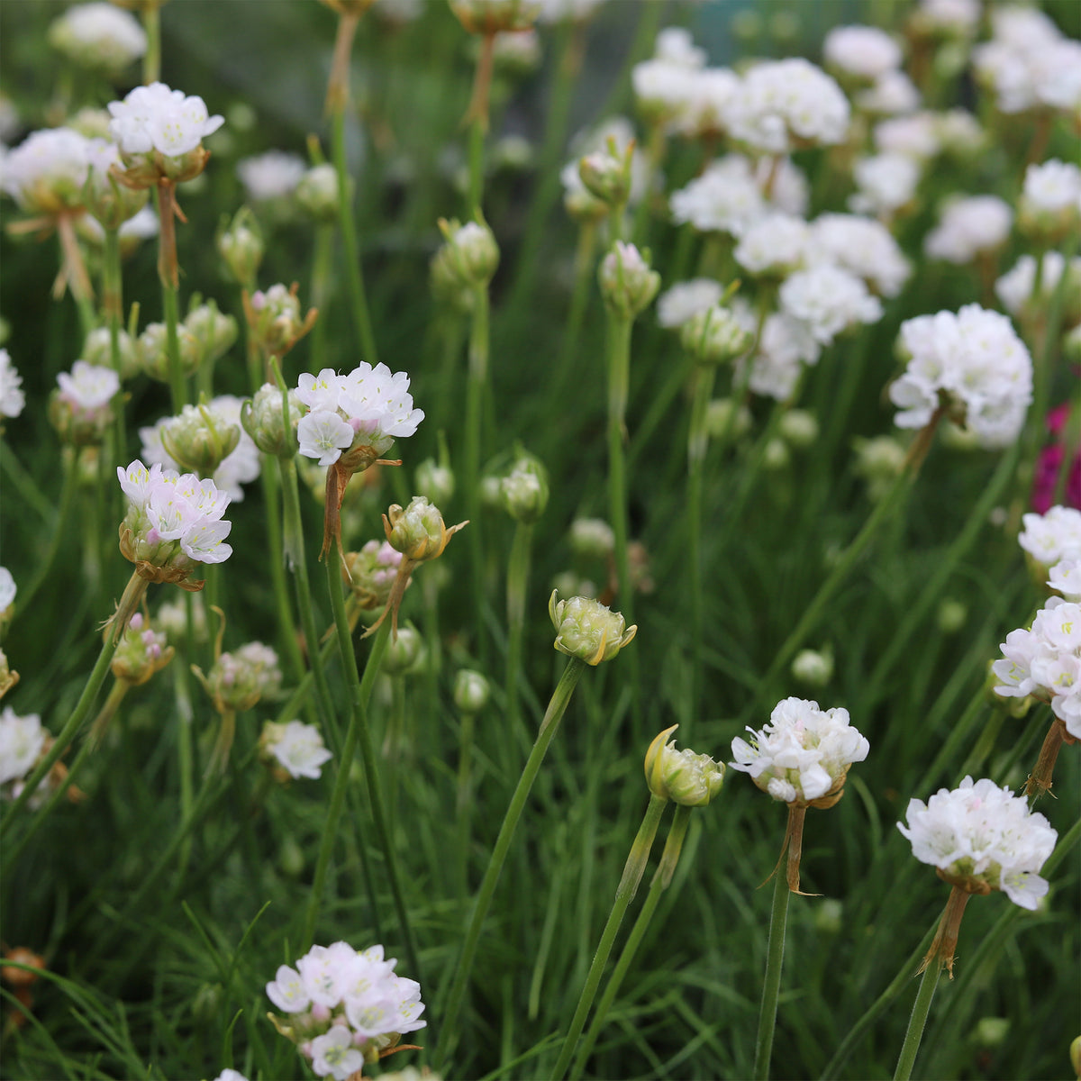 Engels gras 'Alba' - Bakker