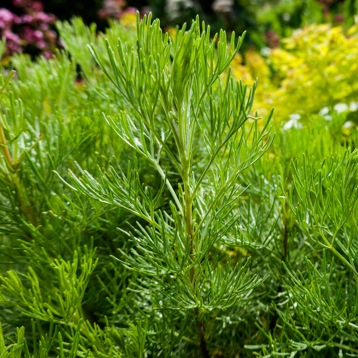 Artemisia abrotanum - Citroenblad - Alsem