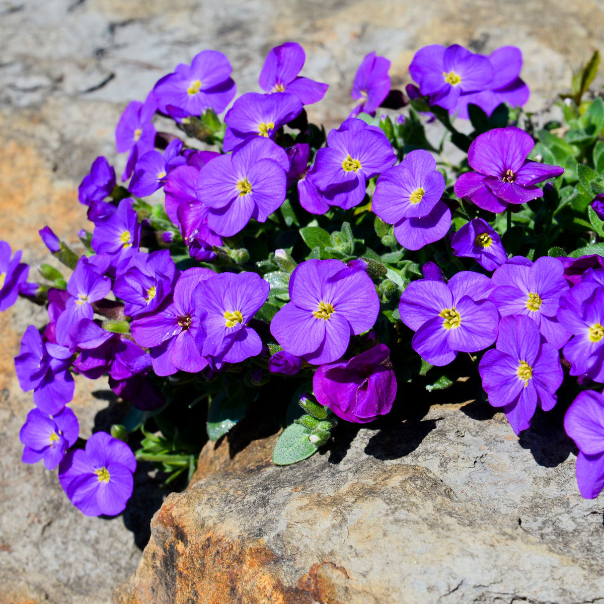 Randjesbloem / Blauwkussen Cascade Purple - Aubrieta Cascade Purple - Bakker