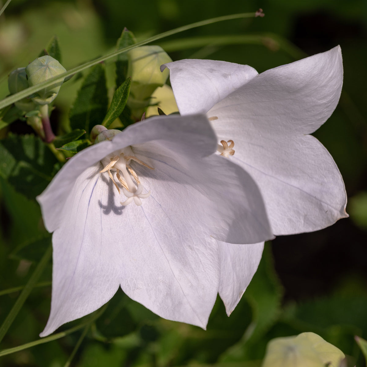 Klokjesbloem Alba - Campanula persicifolia Alba - Bakker