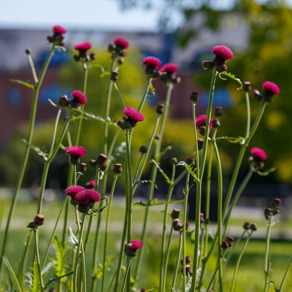 Bloeiende vaste planten - Vederdistel - Cirsium rivulare atropurpureum