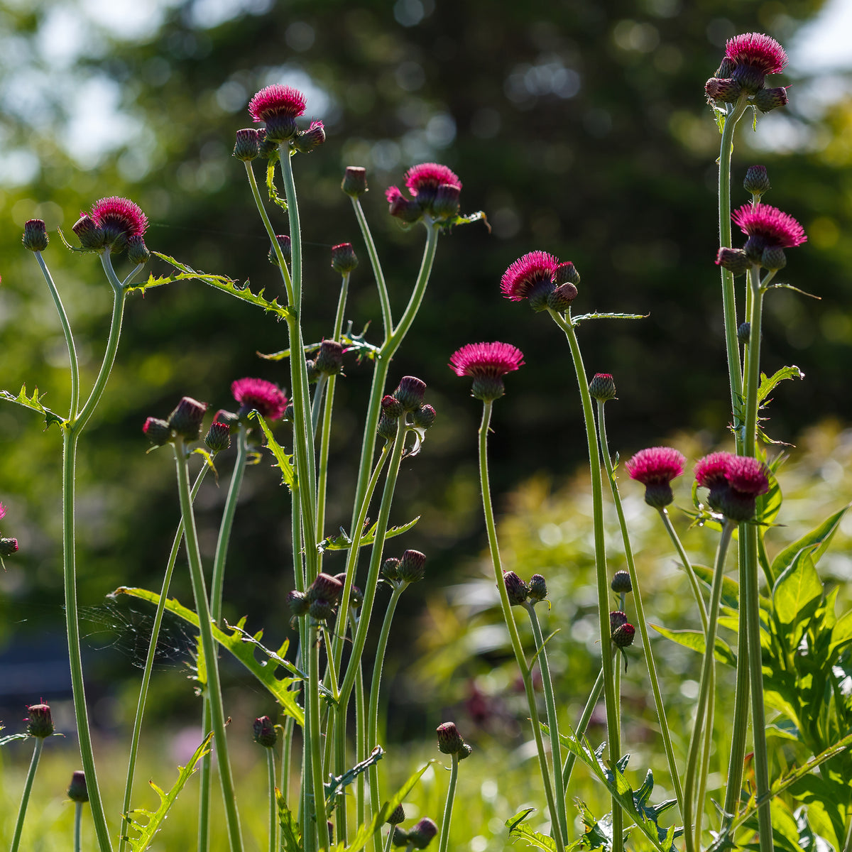 Vederdistel