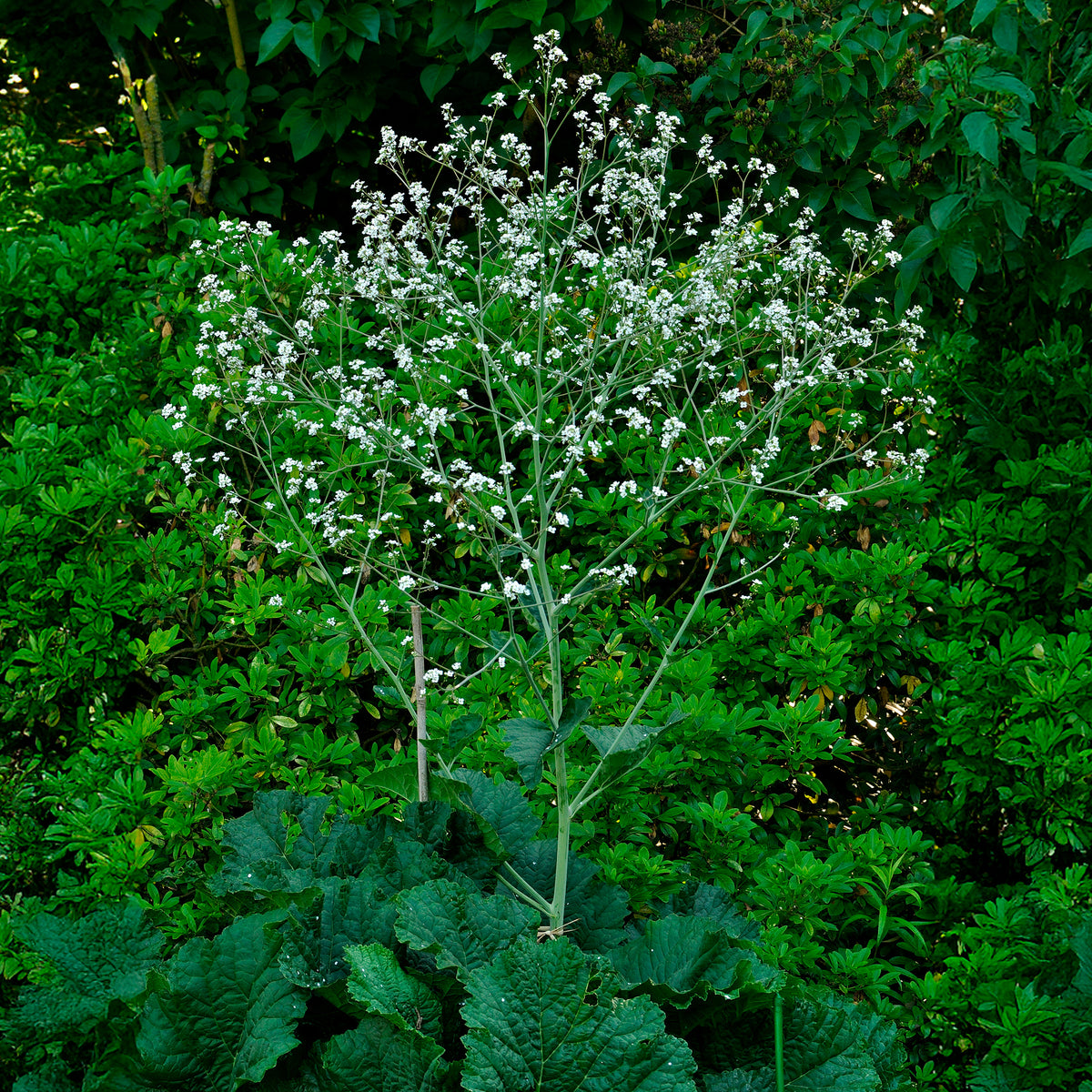 Crambe cordifolia - Hartvormige zeekool - Bloeiende vaste planten