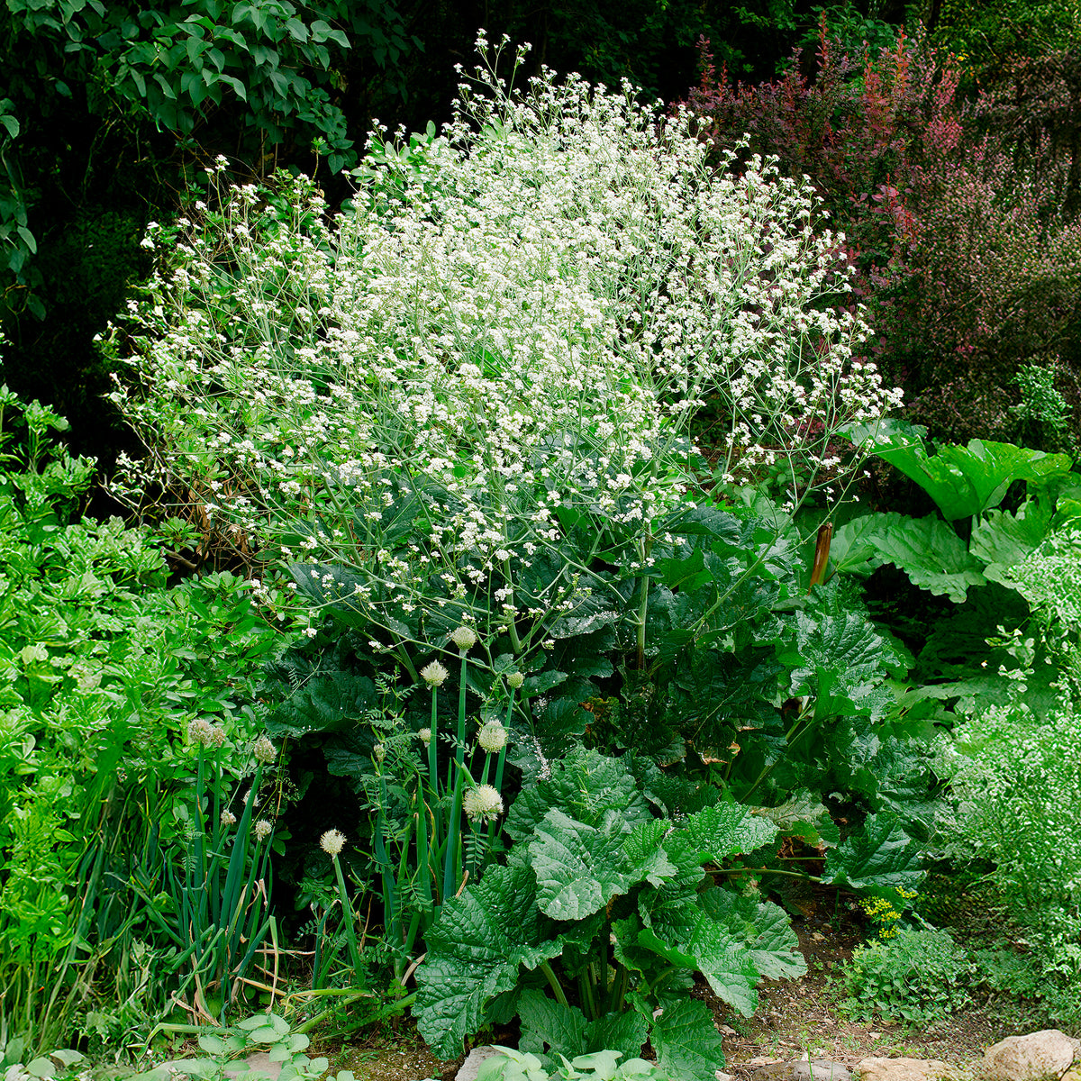 Verkoop Hartvormige zeekool - Crambe cordifolia