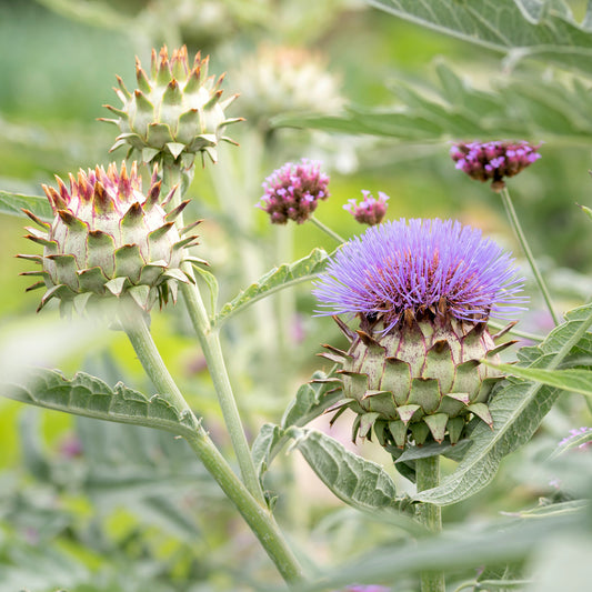 Sierartisjok - Bakker