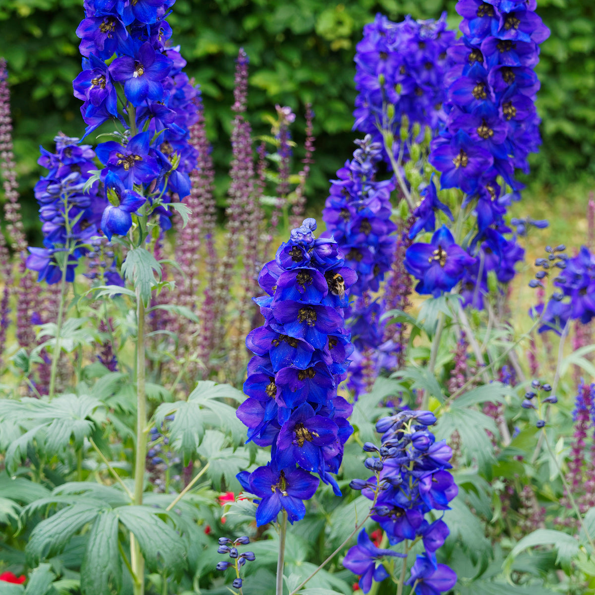 Ridderspoor belladone Bellamosum - Delphinium belladonna Bellamosum - Bakker