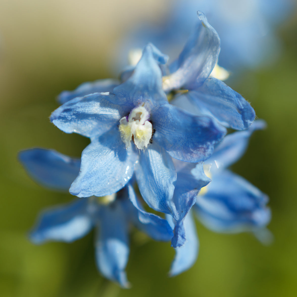 Ridderspoor Cliveden Beauty - Bakker