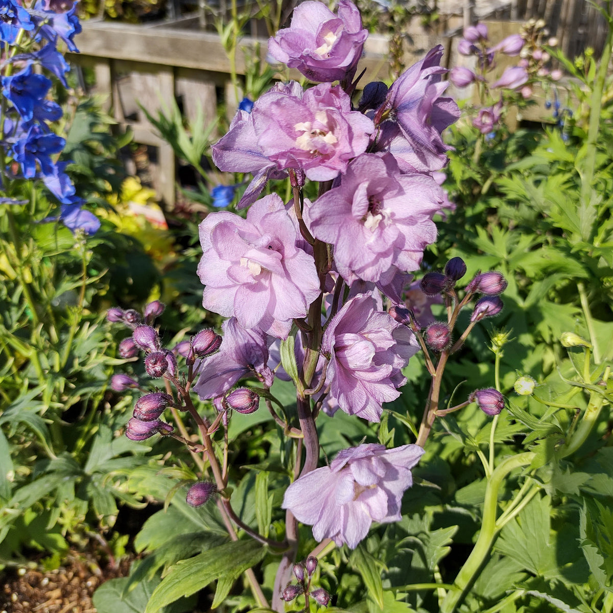 Ridderspoor Astolat - Bakker