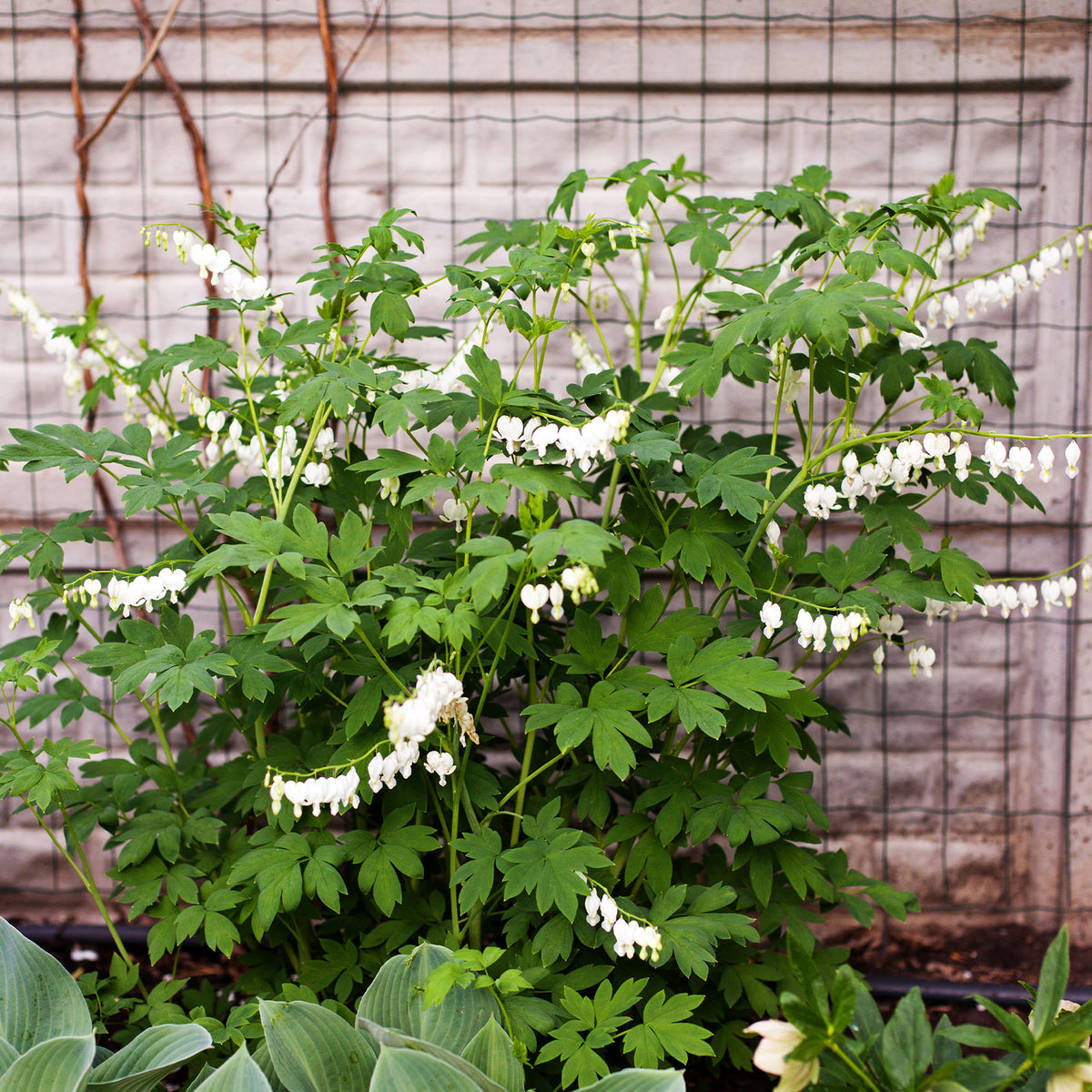 Gebroken hartje 'Alba' - Bakker