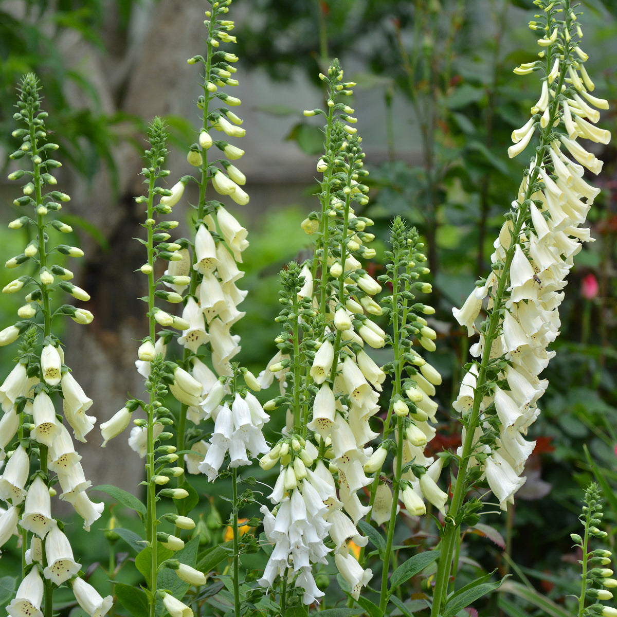 Digitalis purpurea alba - Wit vingerhoedskruid - Bijen- en vlinderplanten