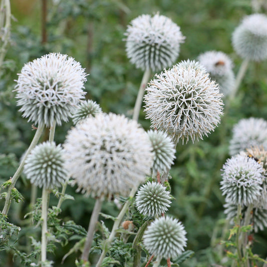 Kogeldistel 'Star Frost' - Bakker