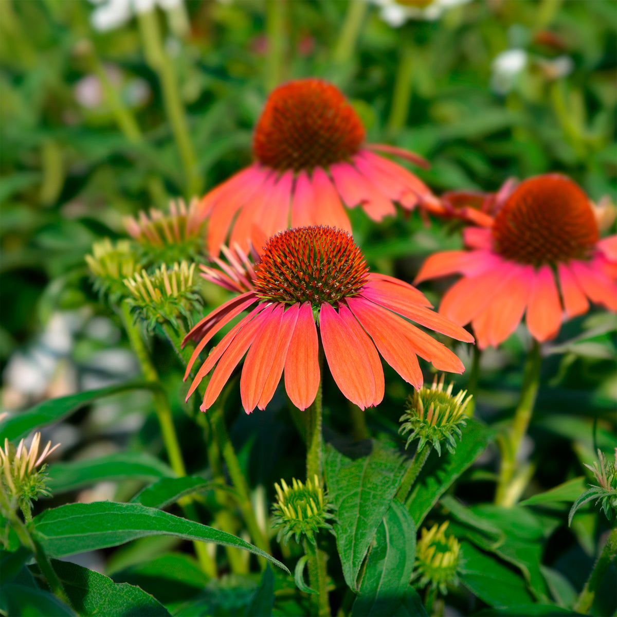 Zonnehoed 'Julia' - Echinacea purpurea julia - Bakker