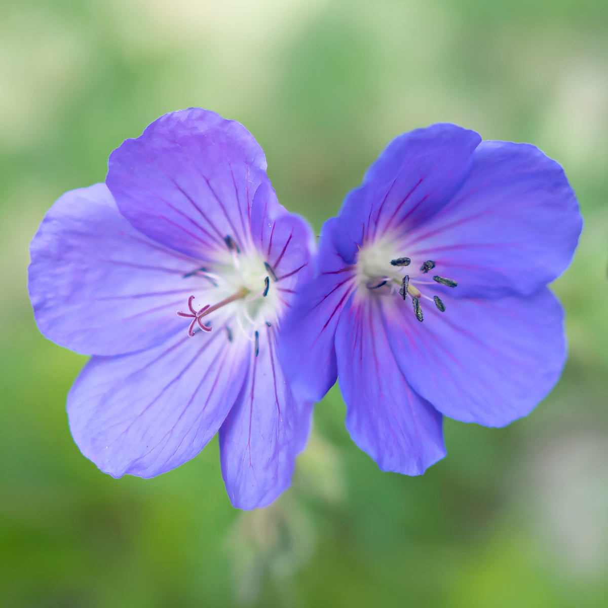 Geranium brookside - Ooievaarsbek Brookside - Geraniums