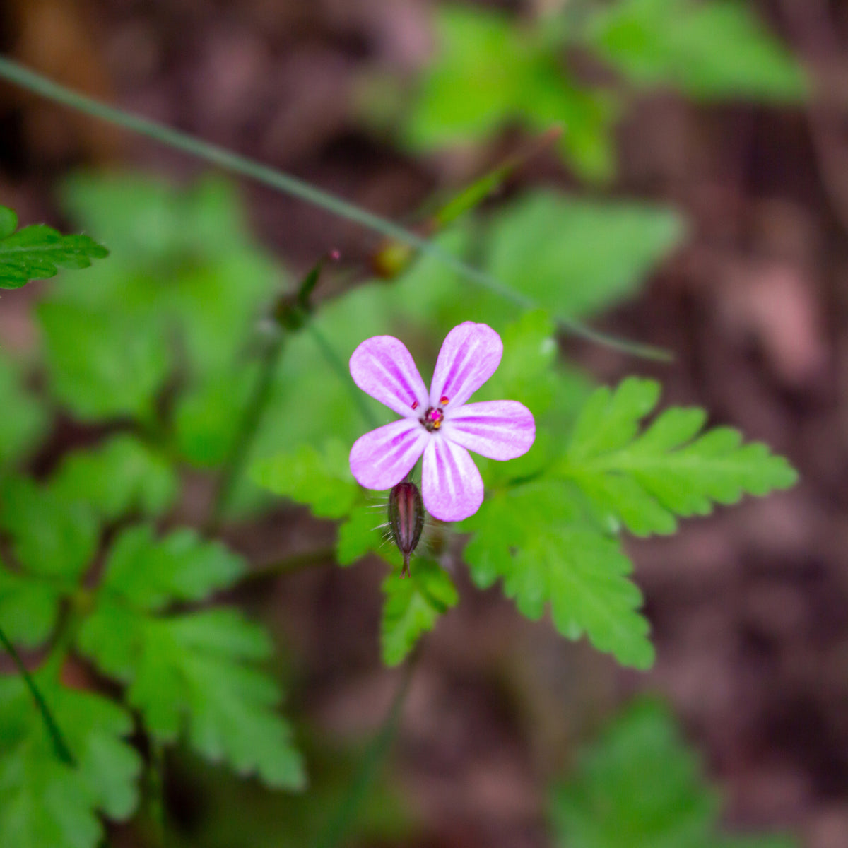 Ooievaarsbek Bec-de-Grue - Geranium robertianum - Bakker