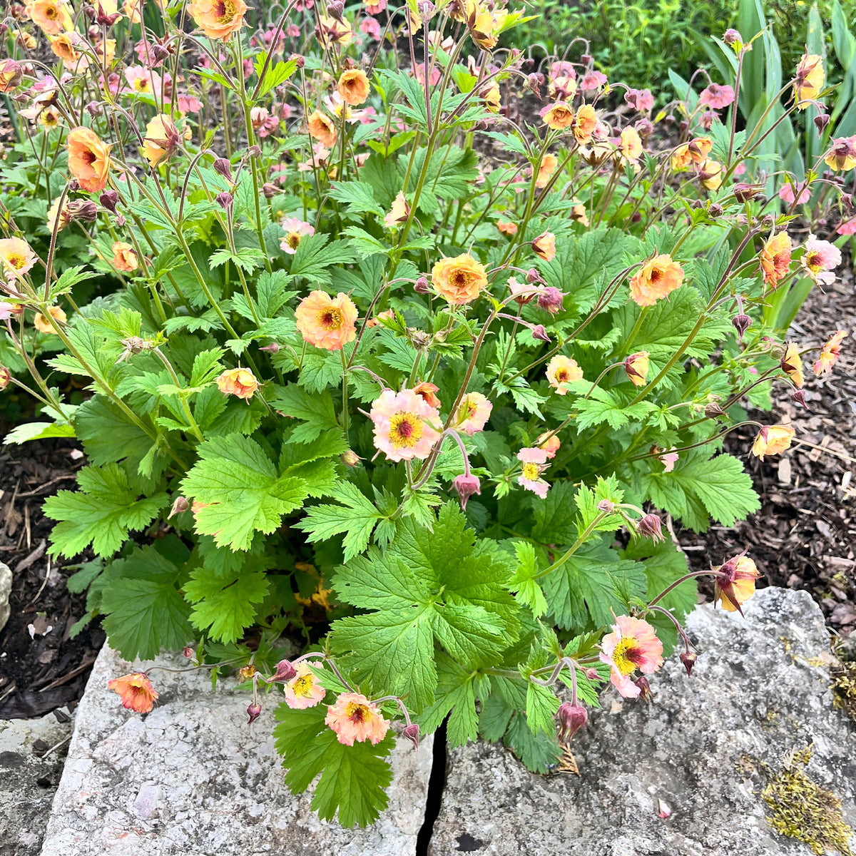 Geum mai tai ( cocktail series ) - Nagelkruid Mai Tai - Geum