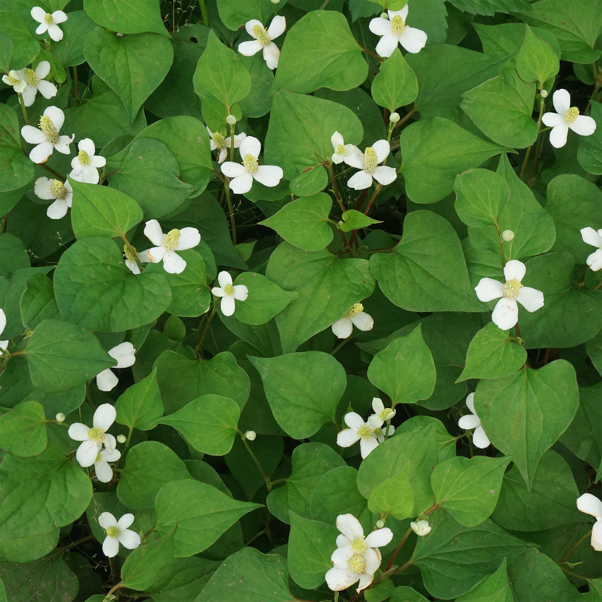 Moerasanemoon - Houttuynia cordata - Bakker