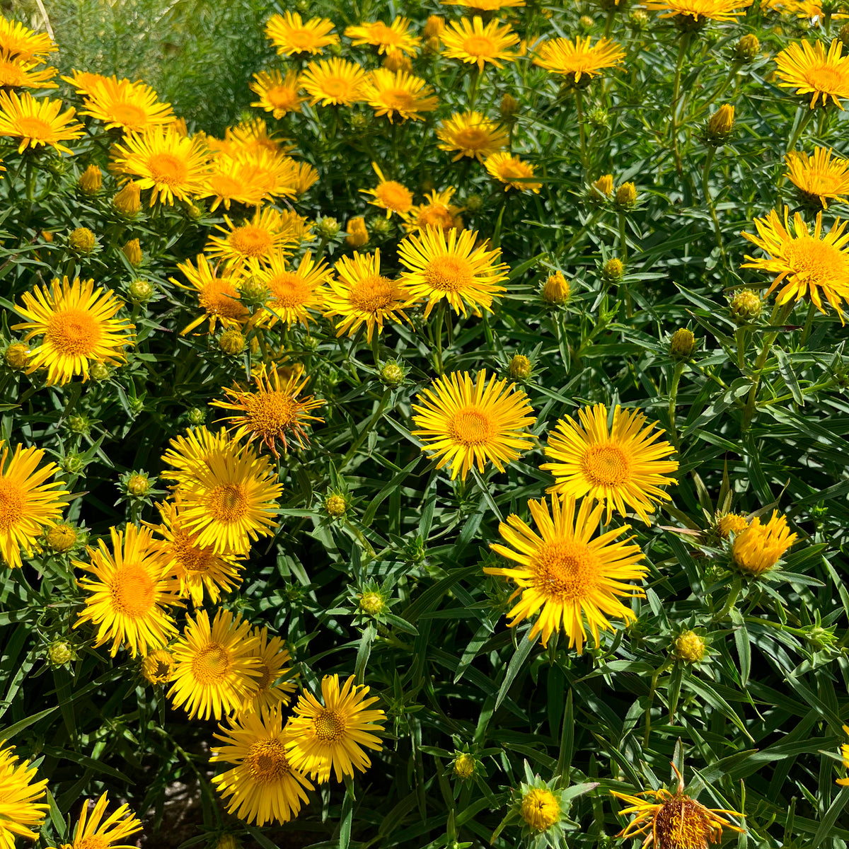 Inula ensifolia - Alant - Bloeiende vaste planten