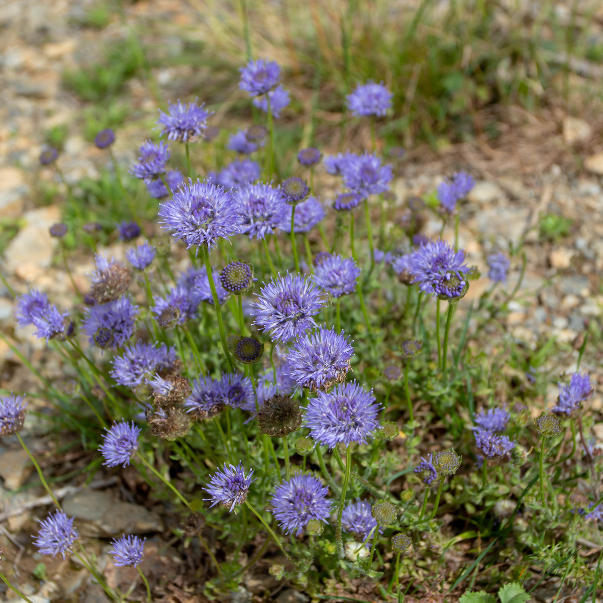 Jasione laevis - Zandblauwtje Blaulicht - Wilde tuinplanten