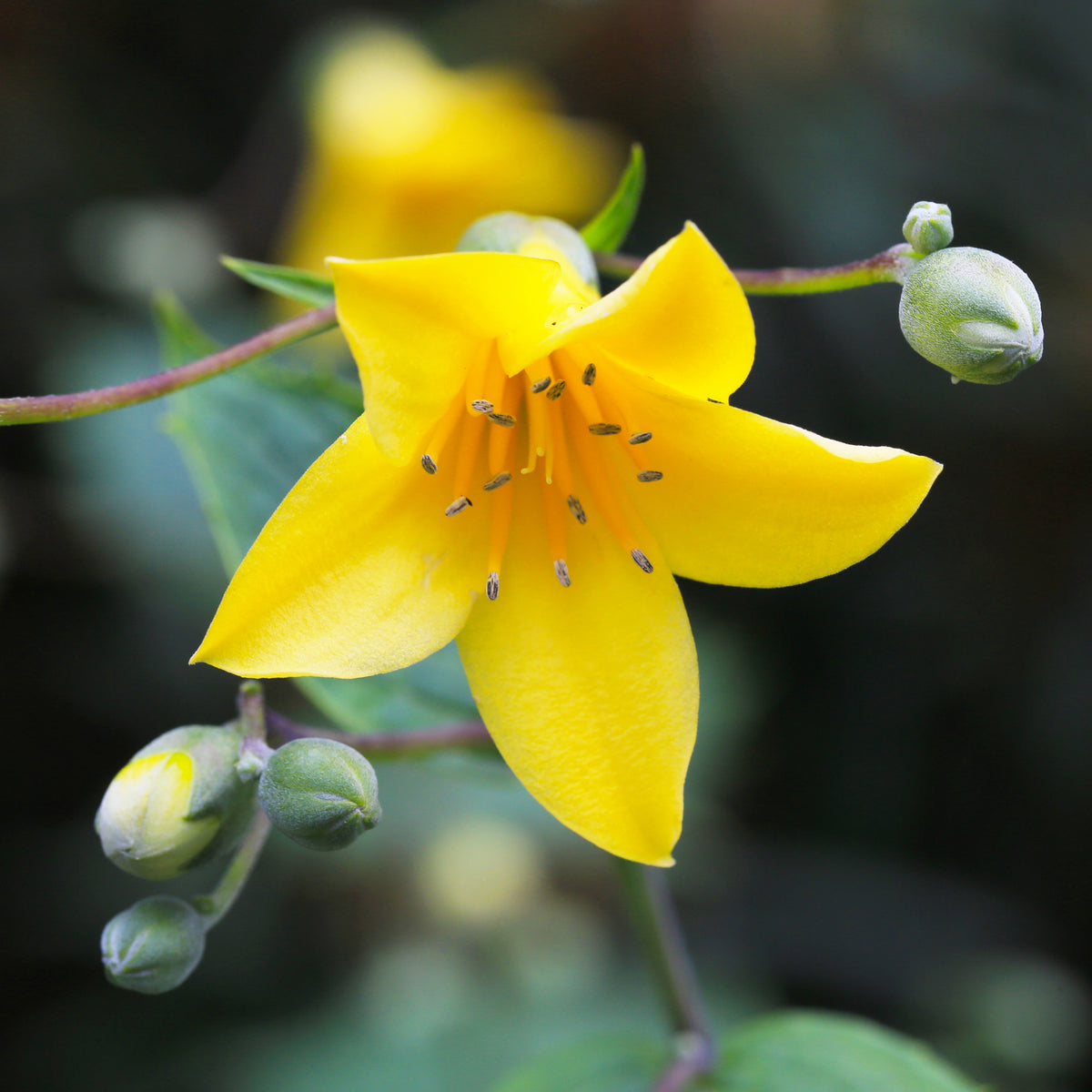 Kirengeshoma palmata - Japanse wasbloem - Vaste planten