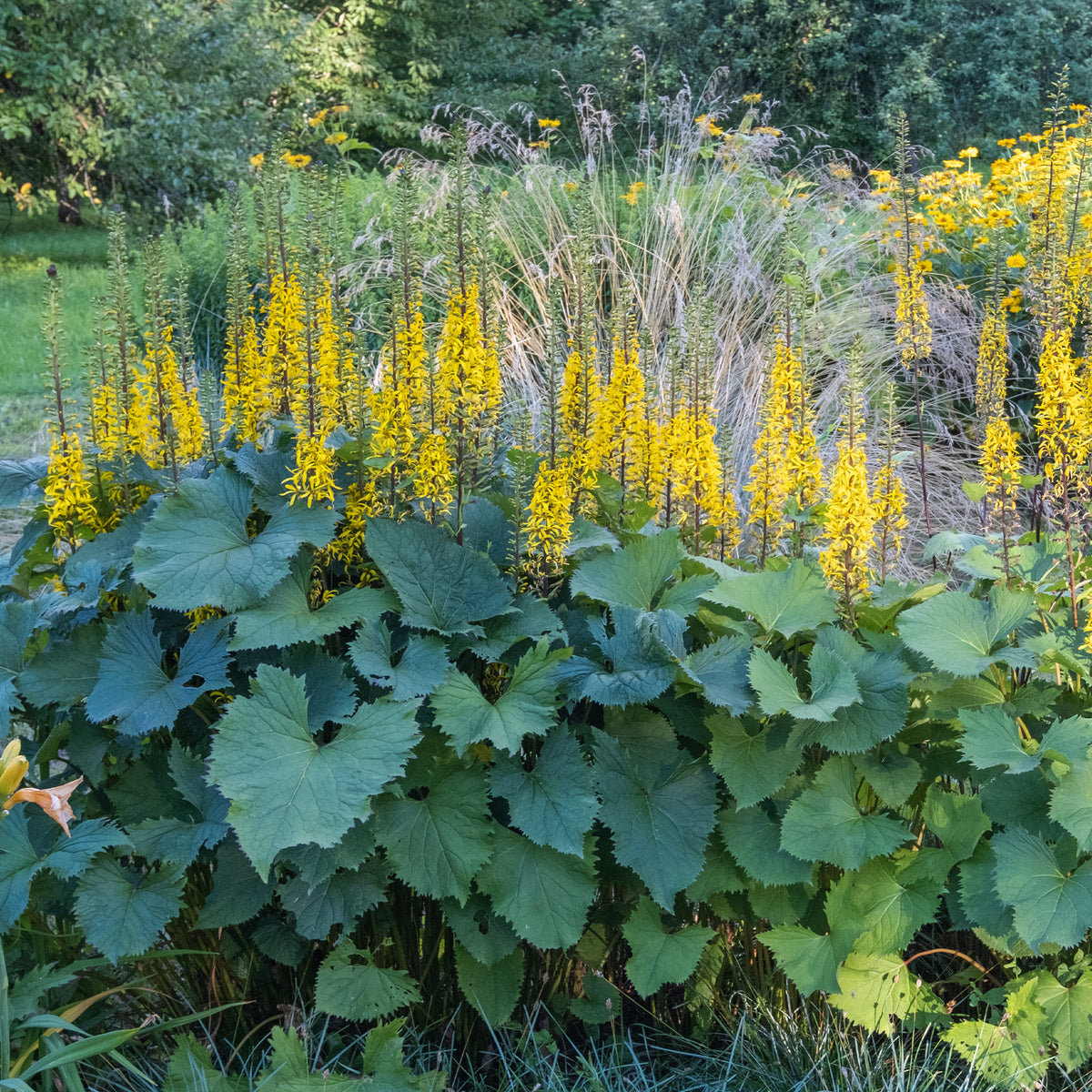 Kruiskruid Shavalski The Rocket - Ligularia stenocephala the rocket - Bakker