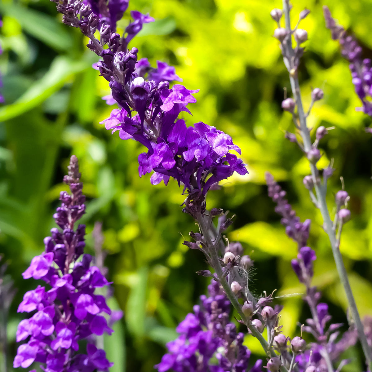 Vlasleeuwebek - Linaria purpurea - Bakker