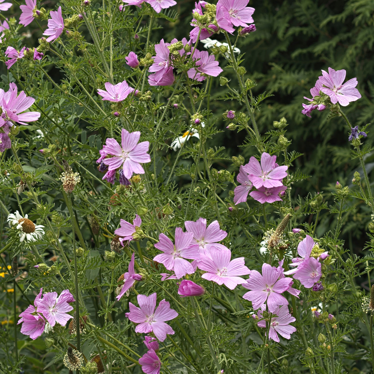 Malva moschata Rosea - Kaasjeskruid Rosea - Malve