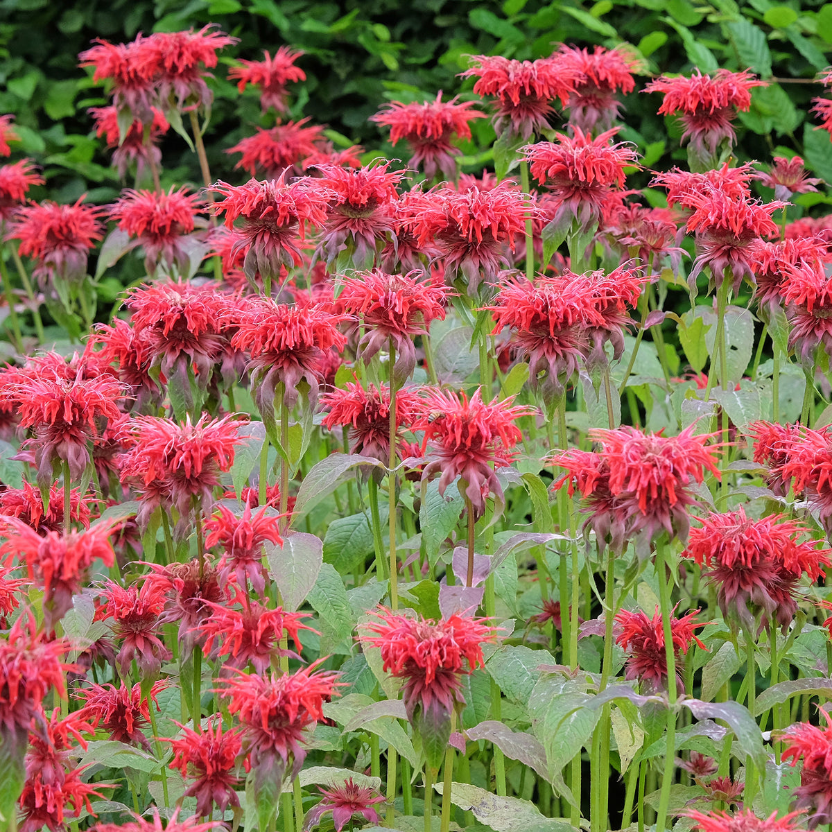 Bergamotplant Cambridge Scarlet